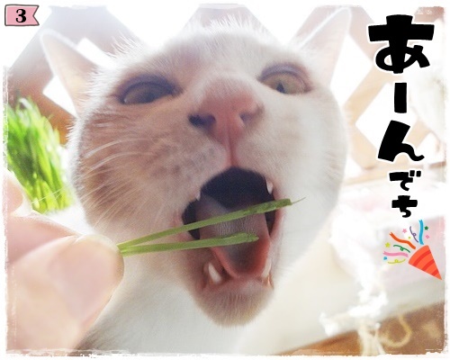 f:id:nyan-chuke:20200806194137j:plain f:id:nyan-chuke:20200806194137j:plain