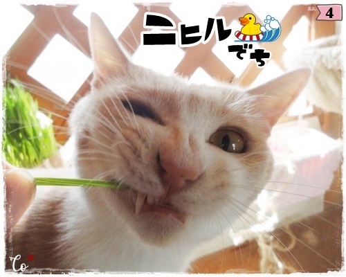 f:id:nyan-chuke:20200806194147j:plain f:id:nyan-chuke:20200806194147j:plain