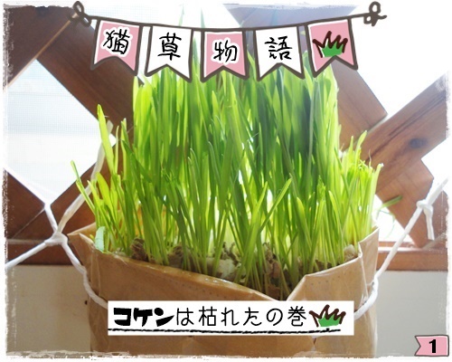 f:id:nyan-chuke:20200806194219j:plain f:id:nyan-chuke:20200806194219j:plain