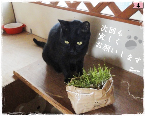 f:id:nyan-chuke:20200806194252j:plain f:id:nyan-chuke:20200806194252j:plain