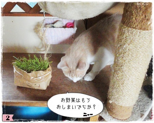 f:id:nyan-chuke:20200807001028j:plain f:id:nyan-chuke:20200807001028j:plain