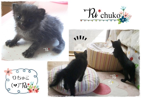 f:id:nyan-chuke:20200816000639j:plain f:id:nyan-chuke:20200816000639j:plain