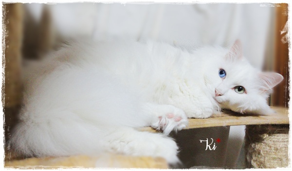 f:id:nyan-chuke:20200816000719j:plain f:id:nyan-chuke:20200816000719j:plain