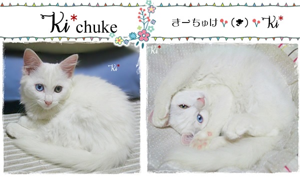 f:id:nyan-chuke:20200816000904j:plain f:id:nyan-chuke:20200816000904j:plain