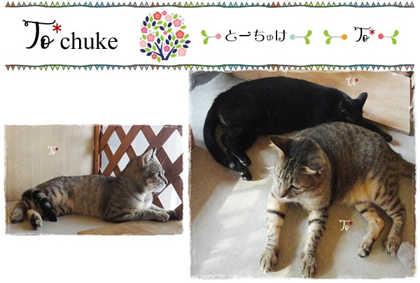 f:id:nyan-chuke:20200816001059j:plain f:id:nyan-chuke:20200816001059j:plain