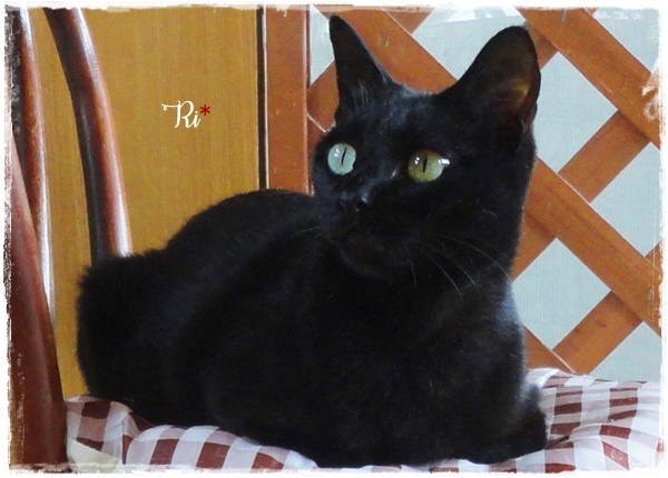 f:id:nyan-chuke:20200816001123j:plain f:id:nyan-chuke:20200816001123j:plain