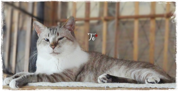 f:id:nyan-chuke:20200816001154j:plain f:id:nyan-chuke:20200816001154j:plain