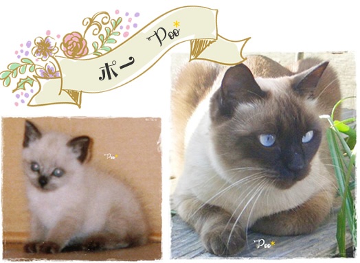 f:id:nyan-chuke:20200816001422j:plain f:id:nyan-chuke:20200816001422j:plain
