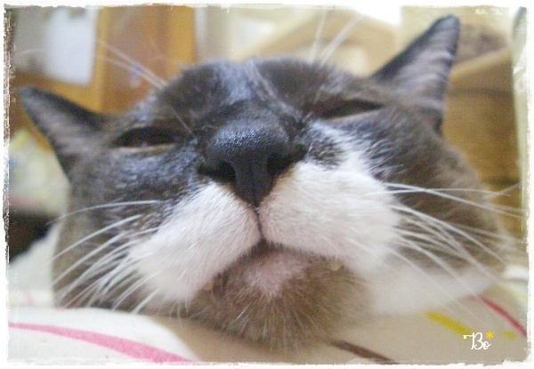 f:id:nyan-chuke:20200816001442j:plain f:id:nyan-chuke:20200816001442j:plain