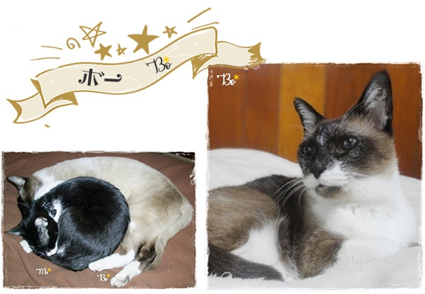 f:id:nyan-chuke:20200816001455j:plain f:id:nyan-chuke:20200816001455j:plain