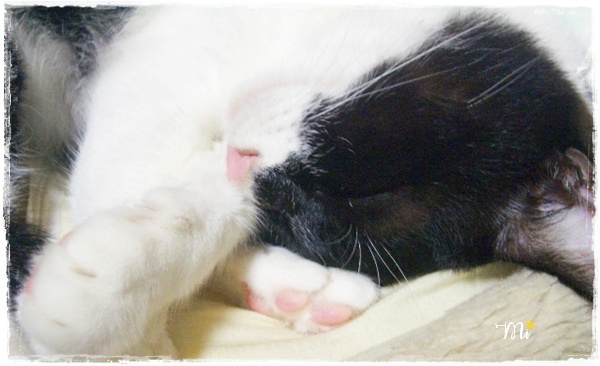f:id:nyan-chuke:20200816001517j:plain f:id:nyan-chuke:20200816001517j:plain