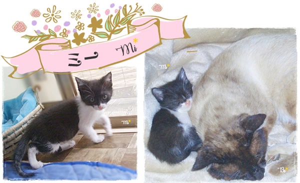 f:id:nyan-chuke:20200816001530j:plain f:id:nyan-chuke:20200816001530j:plain