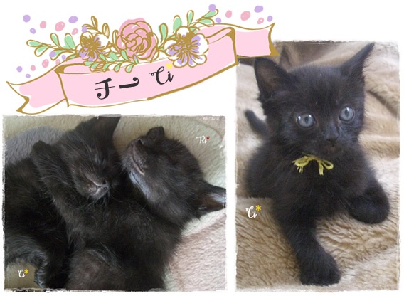 f:id:nyan-chuke:20200816001603j:plain f:id:nyan-chuke:20200816001603j:plain