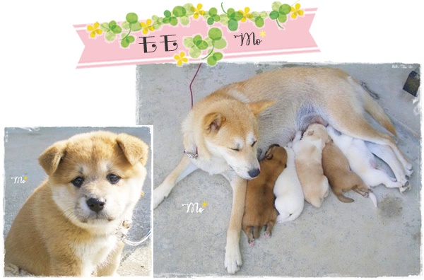 f:id:nyan-chuke:20200816001631j:plain f:id:nyan-chuke:20200816001631j:plain