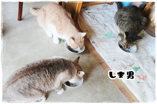 f:id:nyan-chuke:20200902212019j:plain f:id:nyan-chuke:20200902212019j:plain