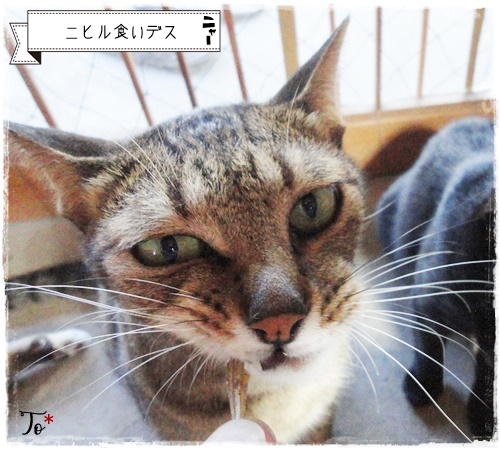 f:id:nyan-chuke:20200904150820j:plain f:id:nyan-chuke:20200904150820j:plain