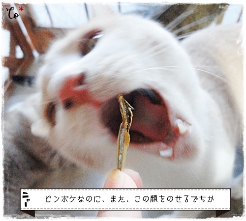 f:id:nyan-chuke:20200904150831j:plain f:id:nyan-chuke:20200904150831j:plain