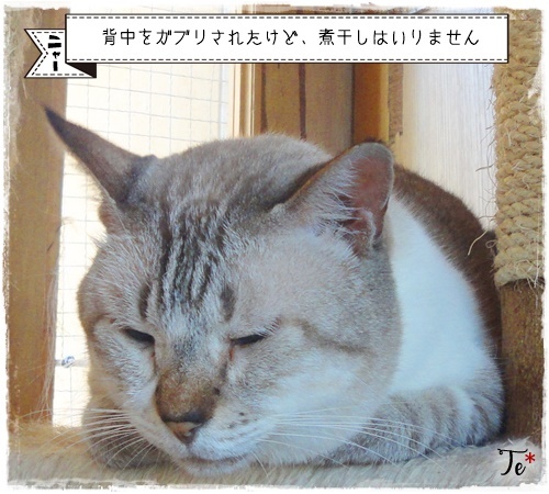 f:id:nyan-chuke:20200904150850j:plain f:id:nyan-chuke:20200904150850j:plain