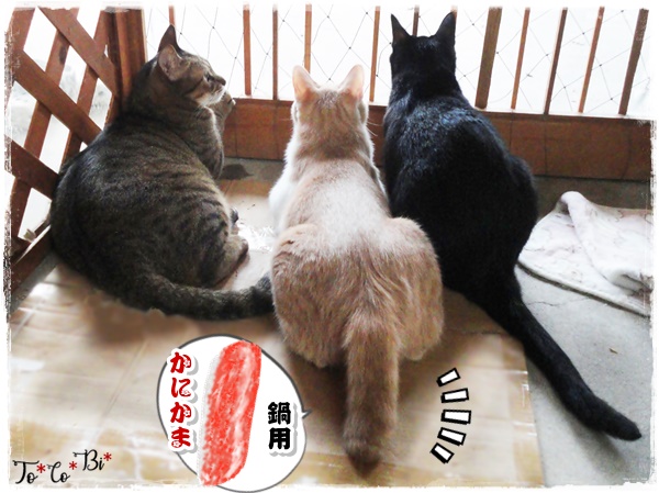 f:id:nyan-chuke:20200915222130j:plain f:id:nyan-chuke:20200915222130j:plain