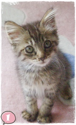 f:id:nyan-chuke:20200921205324j:plain f:id:nyan-chuke:20200921205324j:plain