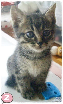 f:id:nyan-chuke:20200921205333j:plain f:id:nyan-chuke:20200921205333j:plain
