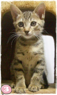 f:id:nyan-chuke:20200921205344j:plain f:id:nyan-chuke:20200921205344j:plain