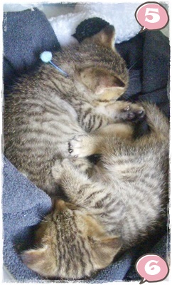 f:id:nyan-chuke:20200921205407j:plain f:id:nyan-chuke:20200921205407j:plain