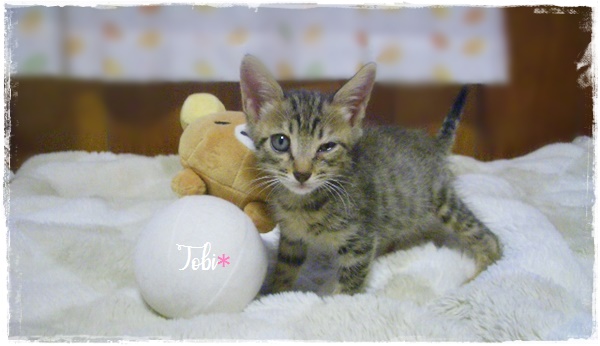 f:id:nyan-chuke:20200921211010j:plain