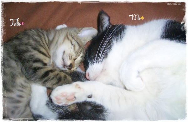 f:id:nyan-chuke:20200922005349j:plain