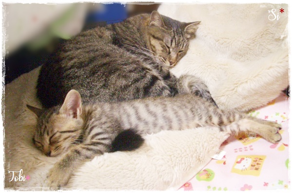 f:id:nyan-chuke:20200922005403j:plain