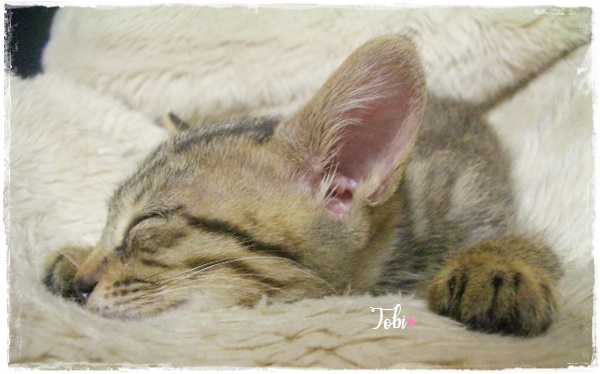 f:id:nyan-chuke:20200922124932j:plain