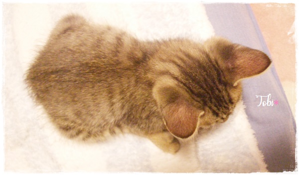f:id:nyan-chuke:20200922133903j:plain