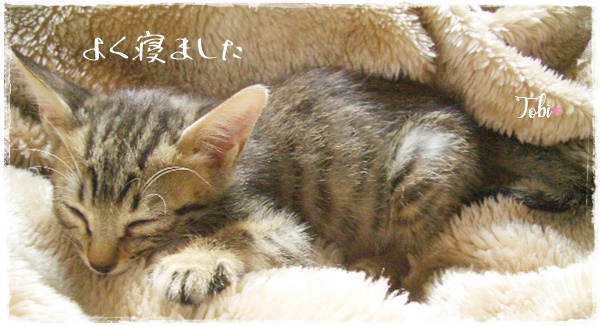 f:id:nyan-chuke:20200922153027j:plain