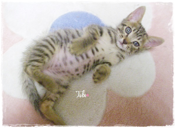 f:id:nyan-chuke:20200922155120j:plain