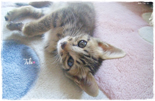 f:id:nyan-chuke:20200922155137j:plain