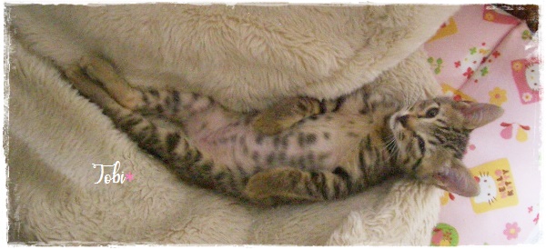 f:id:nyan-chuke:20200922161601j:plain