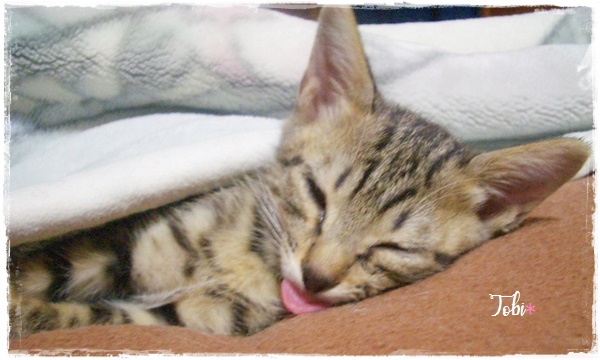 f:id:nyan-chuke:20200922163400j:plain