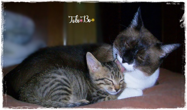 f:id:nyan-chuke:20200923205209j:plain