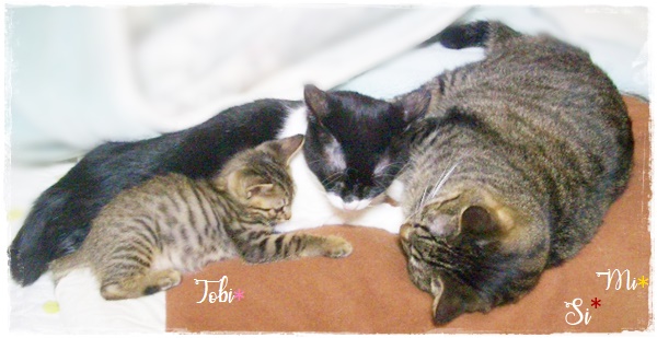 f:id:nyan-chuke:20200923210003j:plain