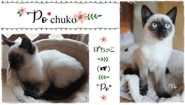 f:id:nyan-chuke:20201001213030j:plain f:id:nyan-chuke:20201001213030j:plain