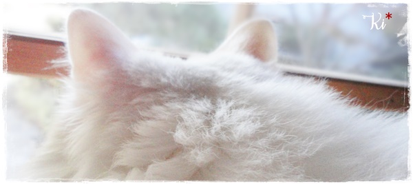 f:id:nyan-chuke:20201006224522j:plain