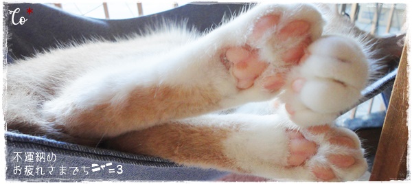 f:id:nyan-chuke:20201007154138j:plain
