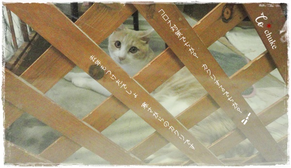 f:id:nyan-chuke:20201019203037j:plain f:id:nyan-chuke:20201019203037j:plain