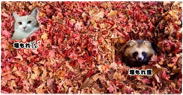 f:id:nyan-chuke:20201108151031j:plain
