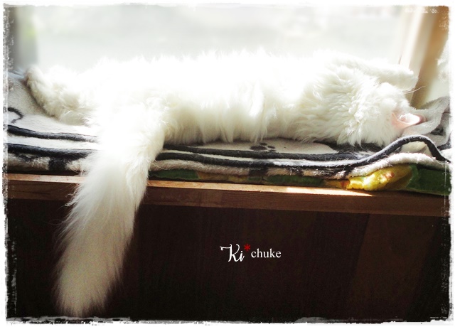 f:id:nyan-chuke:20201123141916j:plain