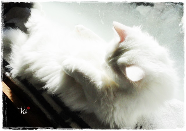 f:id:nyan-chuke:20201123161435j:plain