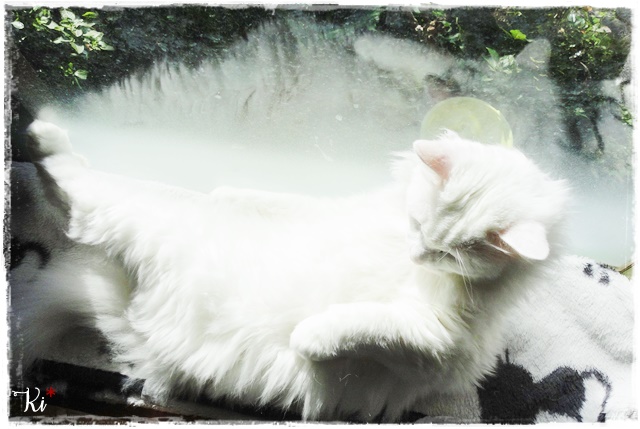f:id:nyan-chuke:20201123161451j:plain