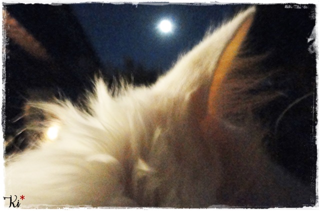f:id:nyan-chuke:20201124232005j:plain