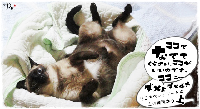 f:id:nyan-chuke:20201126144016j:plain