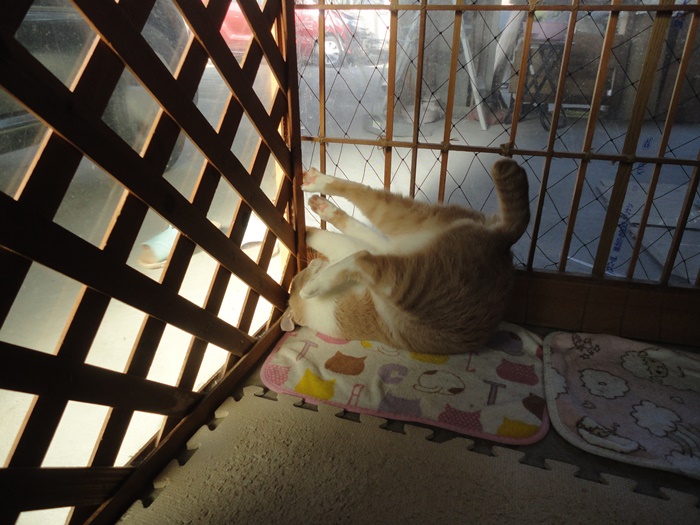 f:id:nyan-chuke:20201208163224j:plain